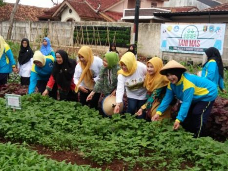 Tanimas SMAN 9 Bandarlampung Panen Perdana