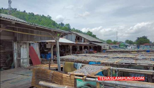 Tempatnya akan Digusur, Pengrajin Ikan Asin di Pesawaran Resah