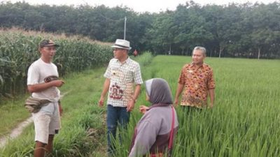 Para Petani di Sidoharjo Lamsel Waswas Serangan Belalang Kembara