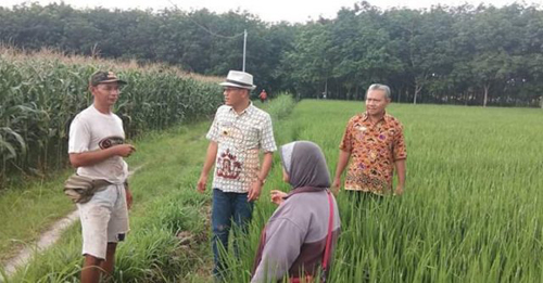 Para Petani di Sidoharjo Lamsel Waswas Serangan Belalang Kembara