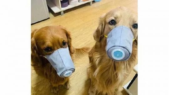 Cegah Virus Corona, Anjing di China pun Kenakan Masker