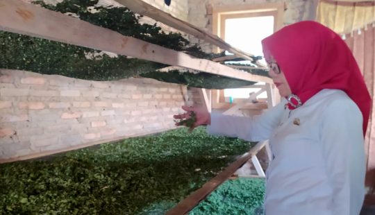 Penggiat Literasi di Lamsel Ini Olah Daun Kelor Jadi Tepung dan Teh