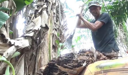 Sukamto tengah mengambil bonggol pisang jenis kepok di pekarangan rumahnya di Dusun Pujirahayu RT 02 Desa Pujirahayu, Kecamatan Merbau Mataram, Lampung Selatan dengan cara digali menggunakan alat berupa linggis besar (dodos).