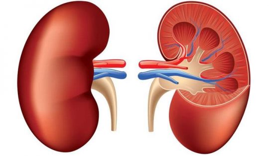 Hari Ginjal Sedunia, Ini yang Dilakukan Lampung Kidney Volunteer