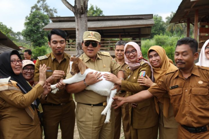 Gubernur Lampung Tinjau Pembibitan Kambing Saburai di Pesawaran