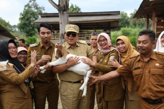 Gubernur Lampung Tinjau Pembibitan Kambing Saburai di Pesawaran