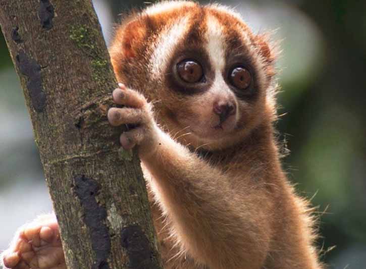 BKSDA Lepasliarkan 13 Kukang Sumatera di Hutan Lindung Batutegi