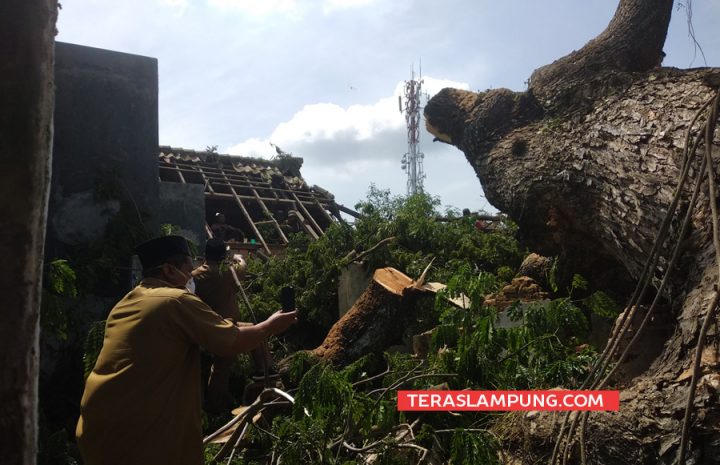 Petugas memotong batang pohon ambon yang tumbang dan menimpa enam rumah penduduk.