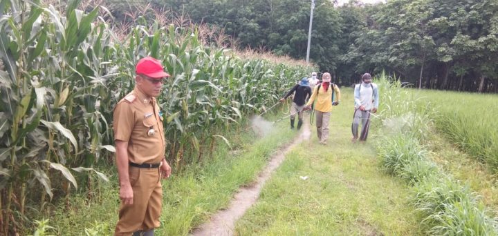 Tekan Populasi Belalang Kembara, Petani Way Panji Lakukan Penyemprotan