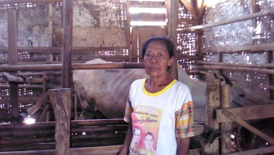 Tinggal di Kandang Sapi, Warga Lampung Selatan Ini Tidak Tersentuh Bantuan Pemerintah