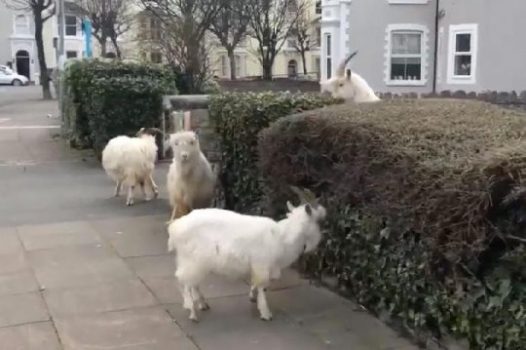 Inggris Lockdown, Kawanan Kambing ‘Ambil Alih’ Kota Llandudno