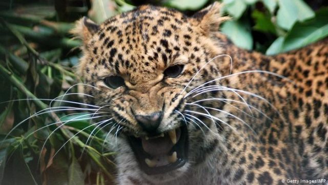 Macan Tutul Jawa Keluar Hutan, Ini Penyebabnya