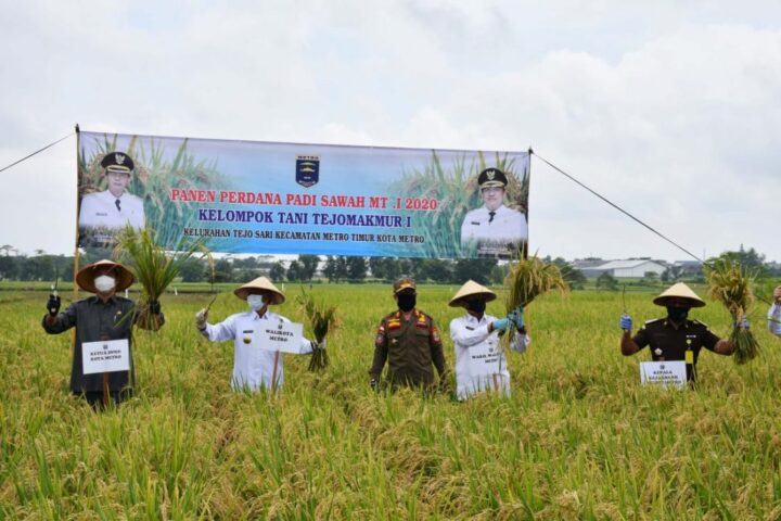 Walikota Metro Hadiri Panen Raya di Kelurahan Tejosari