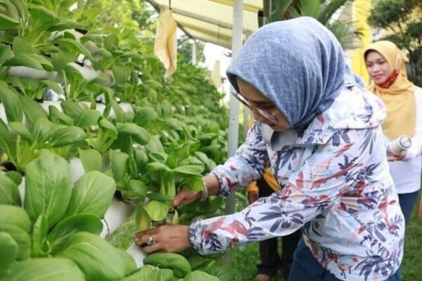 Ny. Riana Sari Panen Sayuran di Agro Park PKK Lampung