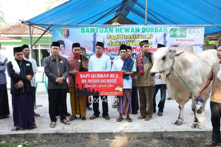 Idul Adha, Presiden Jokowi Sumbang Sapi Ongole untuk Warga Braja Asri Lamtim