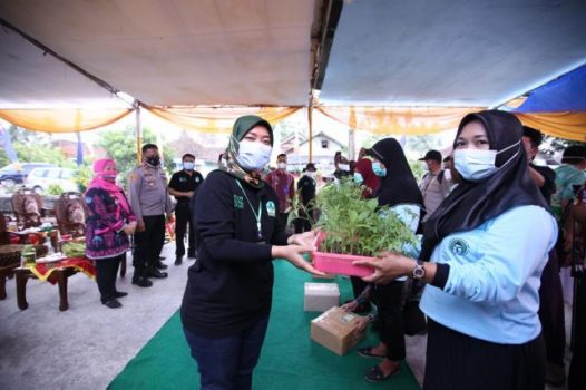 Pemprov Lampung Bantuan Langsung Tanam untuk Warga Tanggamus