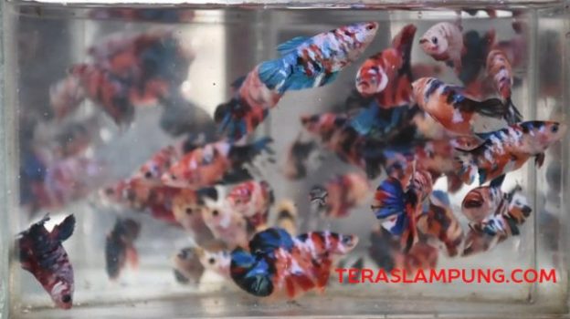 Beromzet Puluhan Juta, Warga Lamsel Ini Pasarkan Ikan Cupang Hias Hingga ke 10 Negara