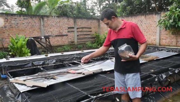 Nurhadi memberi makan ikan cupang hias di kolam belakang rumahnya.