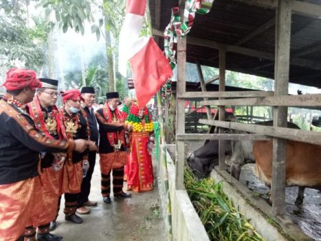 Kemenag Aceh Tenggara Kembangkan Wakaf Produktif Penggemukan Sapi