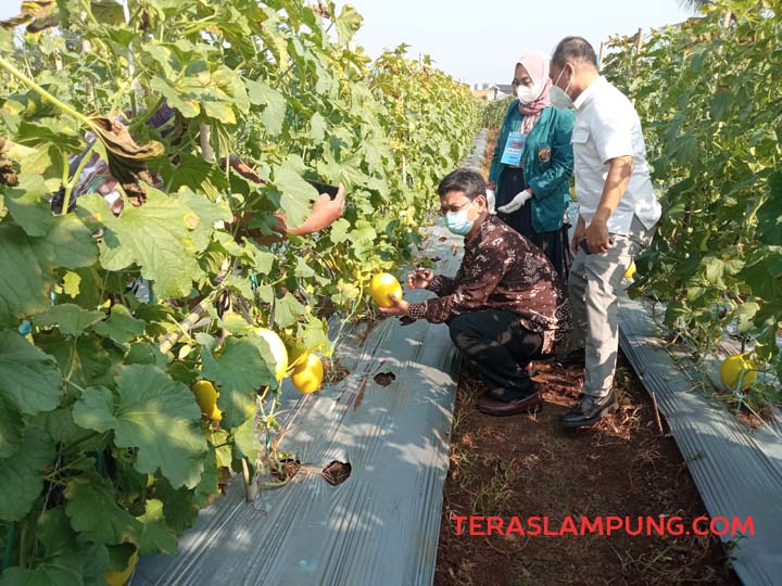 Ngabuburit Nyaman-Murah Meriah di Kebun Agrowisata Unila