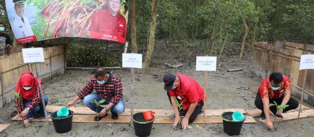 Bupati Nanang Bersama Ketua Komisi IV DPR RI Tanam Mangrove