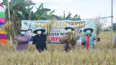 Walikota Metro Panen Padi Organik di Tejosari
