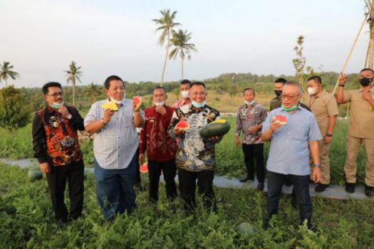 Gubernur Lampung Cicipi Manisnya Buah Semangka di Kebun Edukasi Lamsel