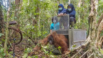 Terjebak di Kebun Warga, Seekor Orangutan Ditranslokasikan ke Taman Nasional Gunung Palung