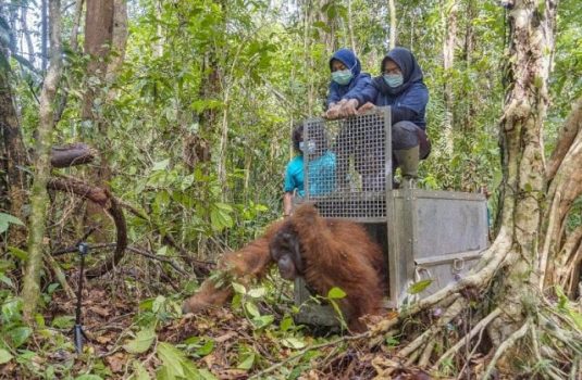 Terjebak di Kebun Warga, Seekor Orangutan Ditranslokasikan ke Taman Nasional Gunung Palung