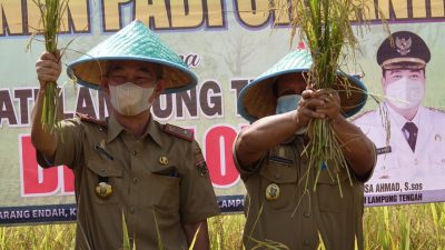 Panen Padi Organik di Desa Karang Endah