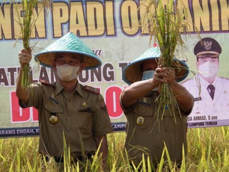 Panen Padi Organik di Desa Karang Endah