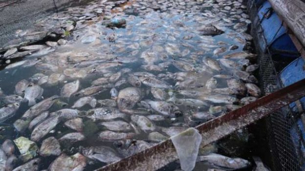 Dosen Unila Latih Pembudidaya Ikan KJA di Danau Ranau Manfaatkan Ikan Mati Jadi Produk Nonpangan