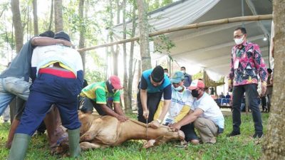 Universitas Lampung Bagikan Daging 29 Ekor Hewan Kurban