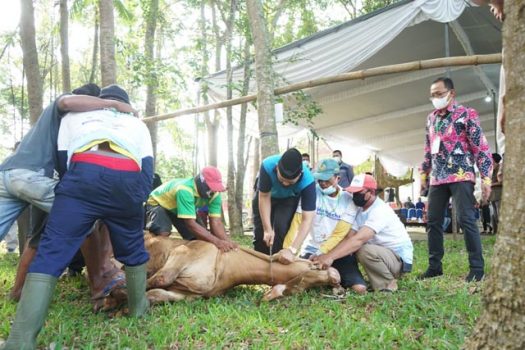 Universitas Lampung Bagikan Daging 29 Ekor Hewan Kurban