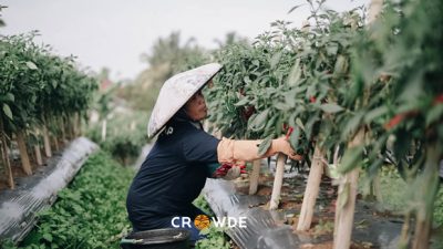 CROWDE Bersama UNCDF Bantu Petani Perempuan di Masa Pandemi