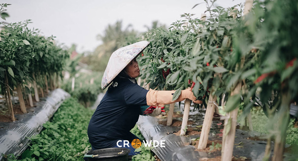 CROWDE Bersama UNCDF Bantu Petani Perempuan di Masa Pandemi