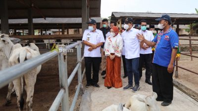 Mendes PDTT Apresiasi Manajemen Koperasi Produksi Ternak Desa Tanjung Sari Lampung Selatan