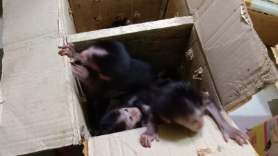 KSKP Bakauheni Gagalkan Penyelundupan 13 Ekor Bayi Monyet