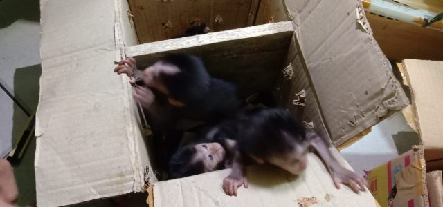 KSKP Bakauheni Gagalkan Penyelundupan 13 Ekor Bayi Monyet