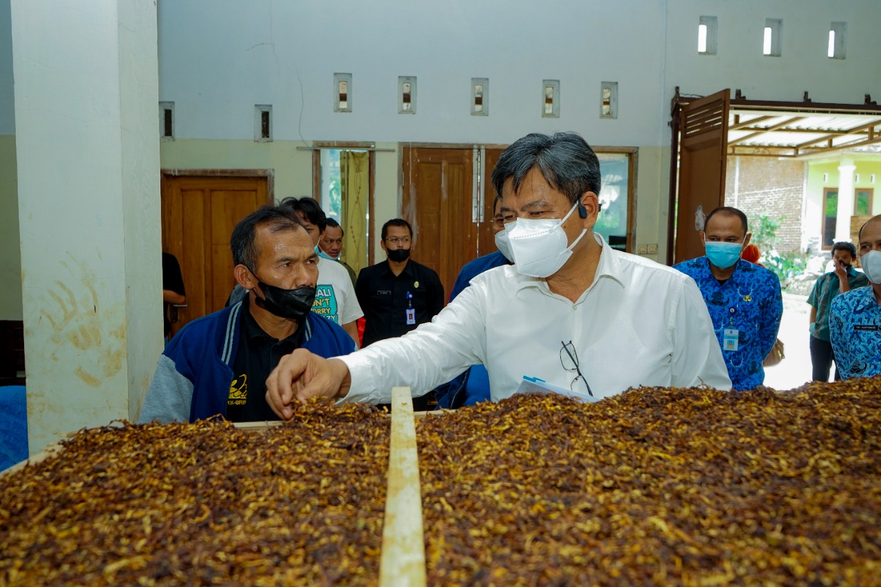 Kemenperin akan Optimalkan Penyerapan Tembakau Lokal