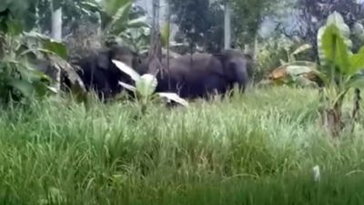 Belasan Gajah Kembali Masuki Perkampungan di Bandar Negeri Semuong Tanggamus