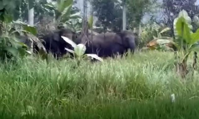 Belasan Gajah Kembali Masuki Perkampungan di Bandar Negeri Semuong Tanggamus