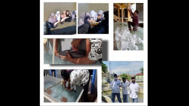 Agribisnis Air Tawar, Siswa MA Al Hikmah 2 Brebes Panen Ratusan Ribu Larva Ikan