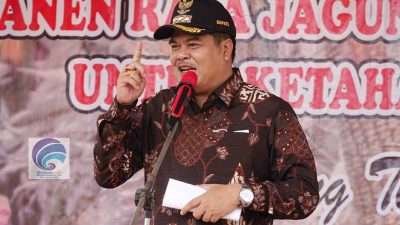 Bupati Musa Ahmad Hadiri Panen Jagung di Kampung Mujirahayu