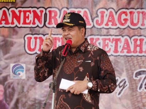 Bupati Musa Ahmad Hadiri Panen Jagung di Kampung Mujirahayu
