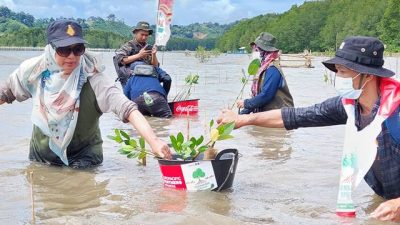 Hari Menanam Pohon, CCEP Indonesia Tanam Mangrove di Cuku Nyinyi Pesawaran