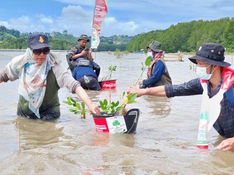 Hari Menanam Pohon, CCEP Indonesia Tanam Mangrove di Cuku Nyinyi Pesawaran