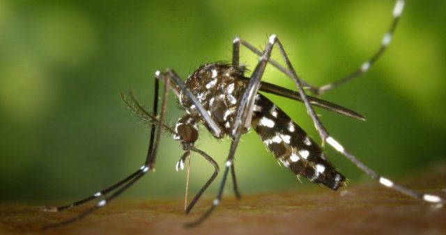 772 Kasus DBD di Lampung Utara, Dua Meninggal Dunia