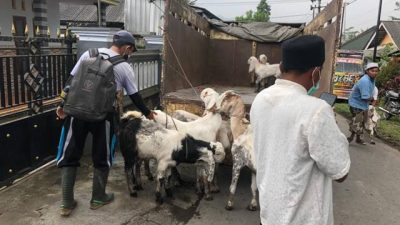 Erupsi Merapi: 138 Kambing dan 23 Sapi Mati, Ratusan Ternak Dievakuasi