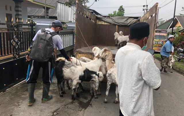 Erupsi Merapi: 138 Kambing dan 23 Sapi Mati, Ratusan Ternak Dievakuasi